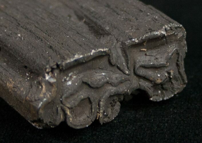 Pleistocene Aged Fossil Horse Tooth - Florida #10282